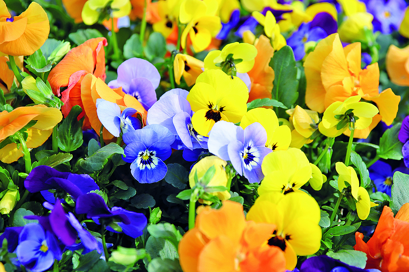 Heimvorteil_Stiefm&uuml;tterchen1