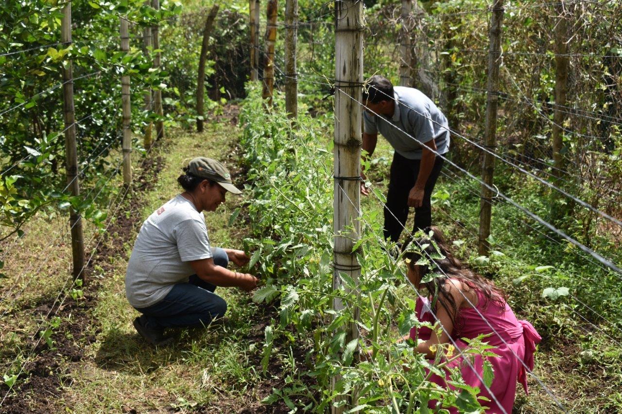 Mit einem Hausgarten k&ouml;nnen die Familien ihre Grundversorgung mit Gem&uuml;se wie Zucchini, Salat und Tomaten sicherstellen. Auch das in El Salvador zentrale Getreide Mais wird angebaut. Foto: BSIN