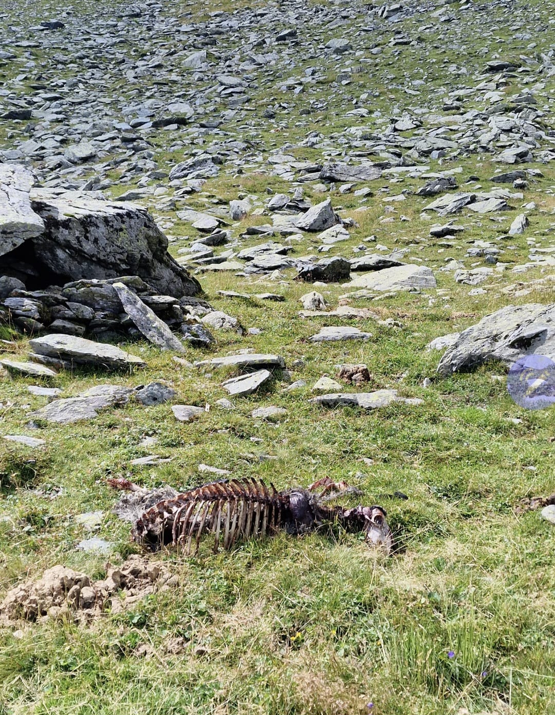 Schaf in Obertilliach gerissen2