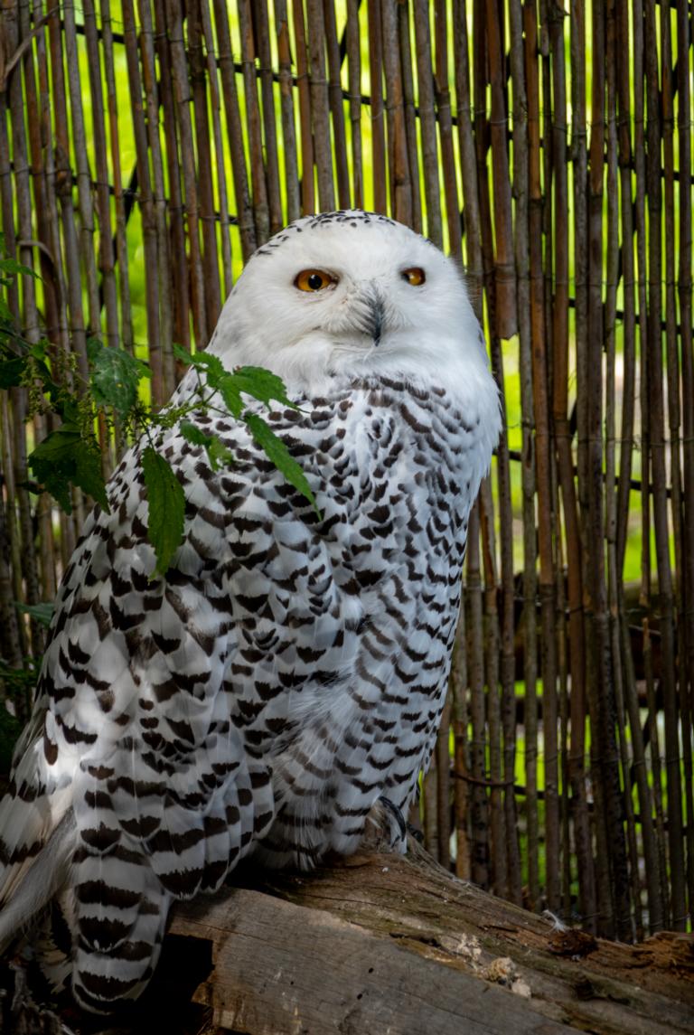 Schneeeule, Foto: Wildpark Assling
