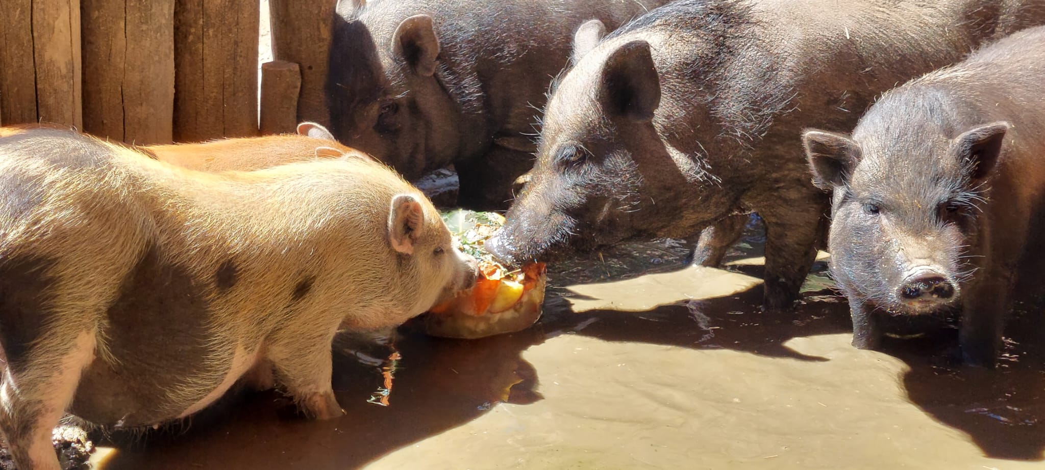 Foto: Wildpark Assling