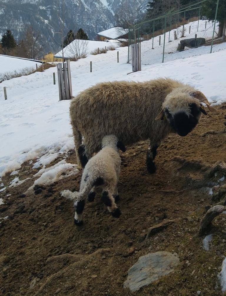 Freude &uuml;ber Nachwuchs bei Schwarznasenschafen. Foto: Wildpark Assling