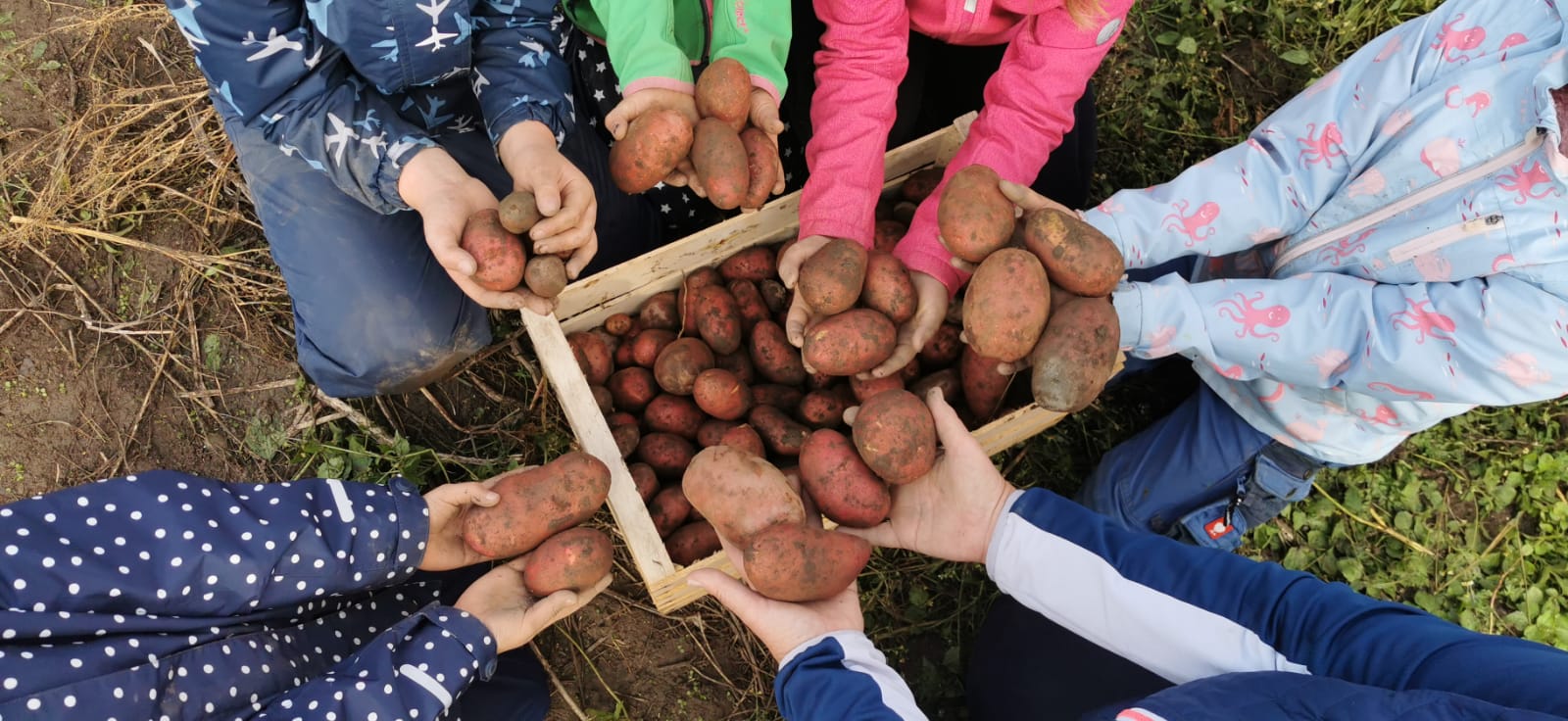 Heuer stehen Erd&auml;pfel beim Aktionstag im Mittelpunkt. Foto: Tiroler B&auml;uerinnenorganisation