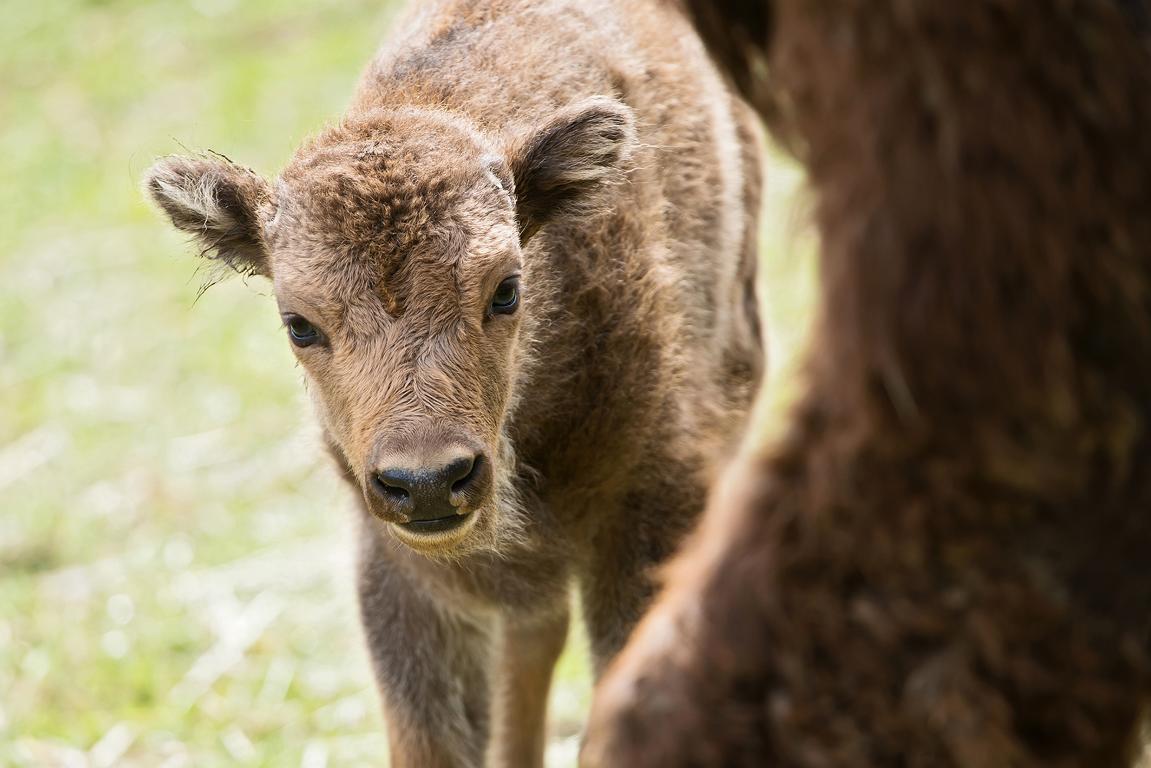 Das Kleine blickt neugierig in die Welt...