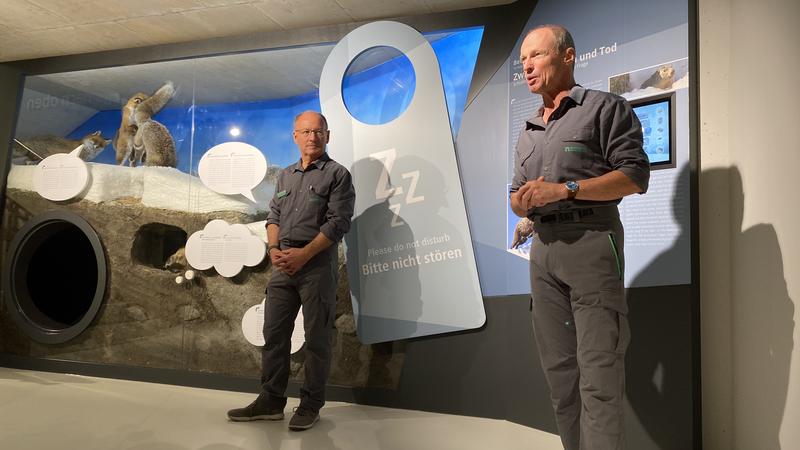 In der beeindruckenden Ausstellung erf&auml;hrt man viel Wissenswertes &uuml;ber den &bdquo;K&ouml;nig der Alpen&ldquo; - und die Murmeltiere.