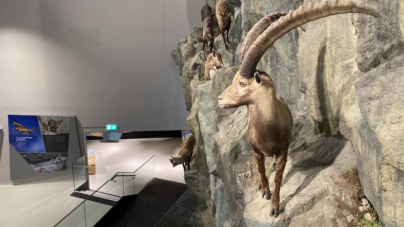 In der beeindruckenden Ausstellung erf&auml;hrt man viel Wissenswertes &uuml;ber den &bdquo;K&ouml;nig der Alpen&ldquo;.