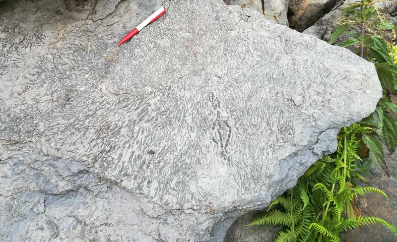 &Uuml;ber 300 Mio Jahre alt sind die Versteinerungen