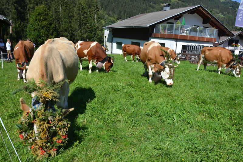 Almabtrieb Lainach (3)