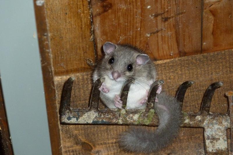 Obwohl sich Bilche in die Zivilisation vorwagen &ndash; gesch&uuml;tzte Hausd&auml;cher lieben sie besonders &ndash; sind sie durch Lebensraumverlust gef&auml;hrdet &ndash; insbesondere durch die Zerschneidung geeigneter Habitate durch Stra&szlig;en- und Siedlungsbau sowie die F&ouml;rderung von mo