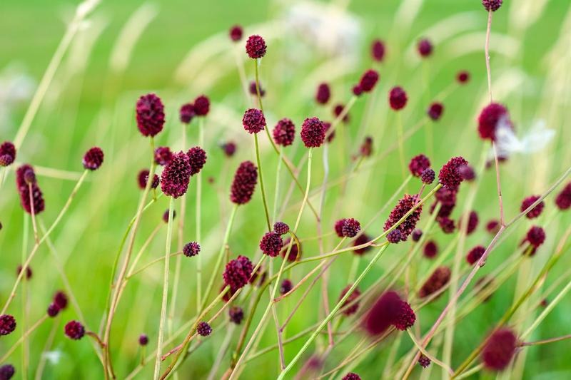 Der Gro&szlig;e Wiesenknopf ist ein typischer Vertreter von Feucht-, Nass- und Moorwiesen sowie extensiv genutztem Gr&uuml;nland. Sein Lebensraum ist in den letzten 50 Jahren jedoch massiv weniger geworden. Dabei z&auml;hlen diese Wiesen zu den artenreichsten Lebensr&auml;ume