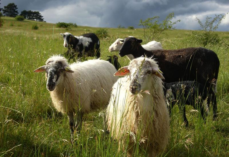 Das Krainer Steinschaf ist als Rasse in den Julischen Alpen im Dreil&auml;ndereck K&auml;rnten, Slowenien und Friaul heimisch. Die Milchschafe sind sehr zutraulich, dem Menschen zugewandt und standorttreu mit einem starken Herdeninstinkt. Krainer Steinschafe sind s