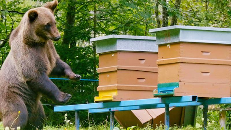 Nicht alle haben mit den B&auml;ren eine Freude.