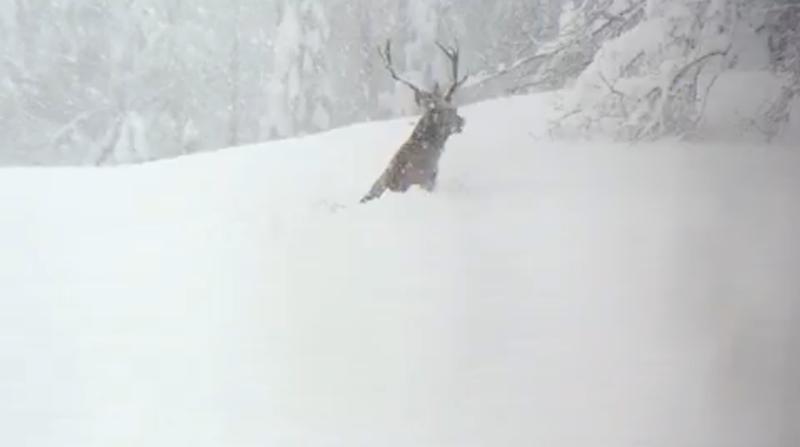 Wildtiere haben es bei den momentanen Schneemassen besonders schwer und brauchen die R&uuml;cksicht der Freizeitsportler. Foto: Sebastian Brunner