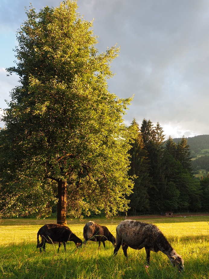 20 verschiedene Sorten Kletzenbirnen gibt es im Gailtal. Diese werden nun als Slow Food Presidio gesch&uuml;tzt und gef&ouml;rdert.