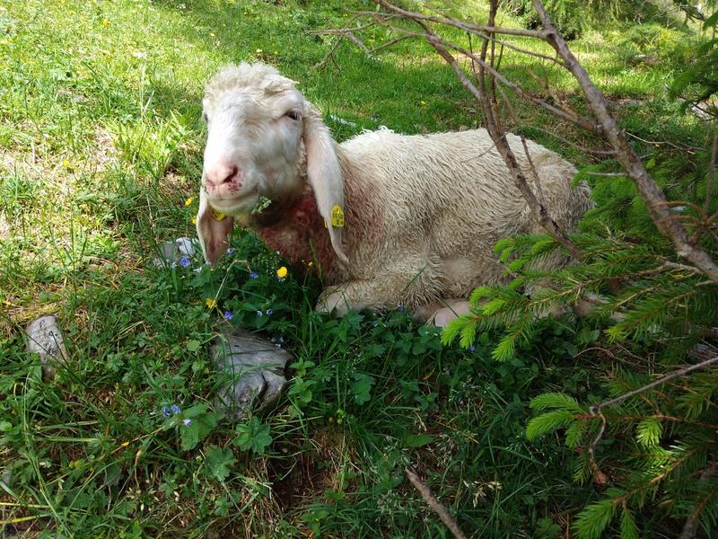 Schafbauern auf der Poludnig Alm fanden in den letzten drei Wochen &uuml;ber 30 gerissene oder verletzte Schafe. Foto: Simschitz