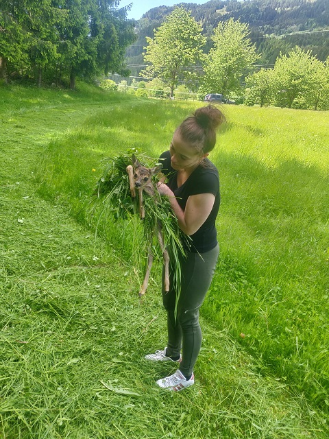 Vorsichtig werden die gefundenen Rehkitze geborgen und aus dem M&auml;hbereich gebracht.