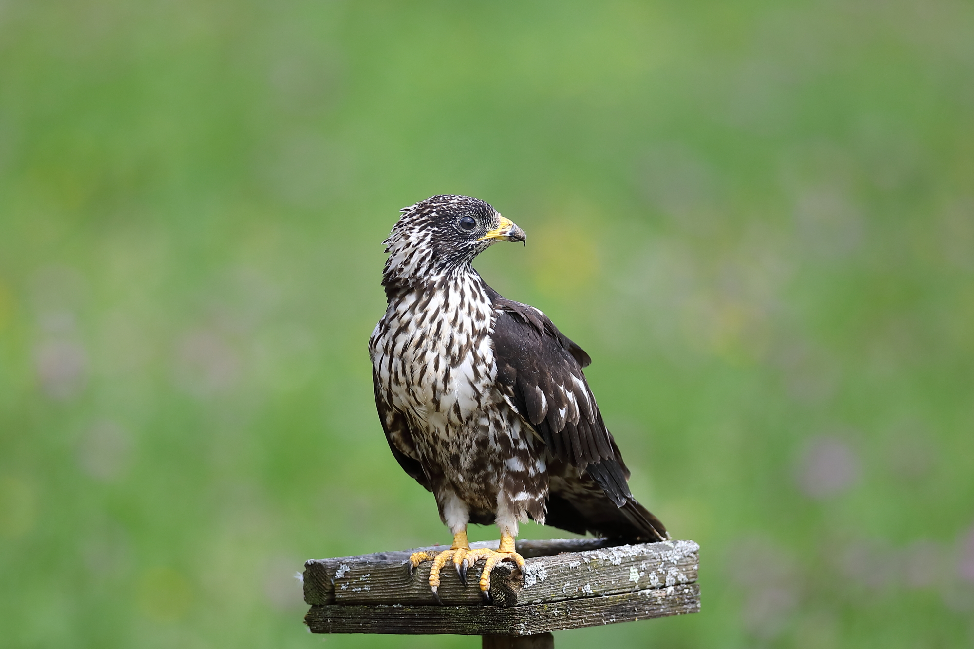Gesundgepflegter Greifvogel wurde wieder in die Freiheit entlassen.&nbsp;