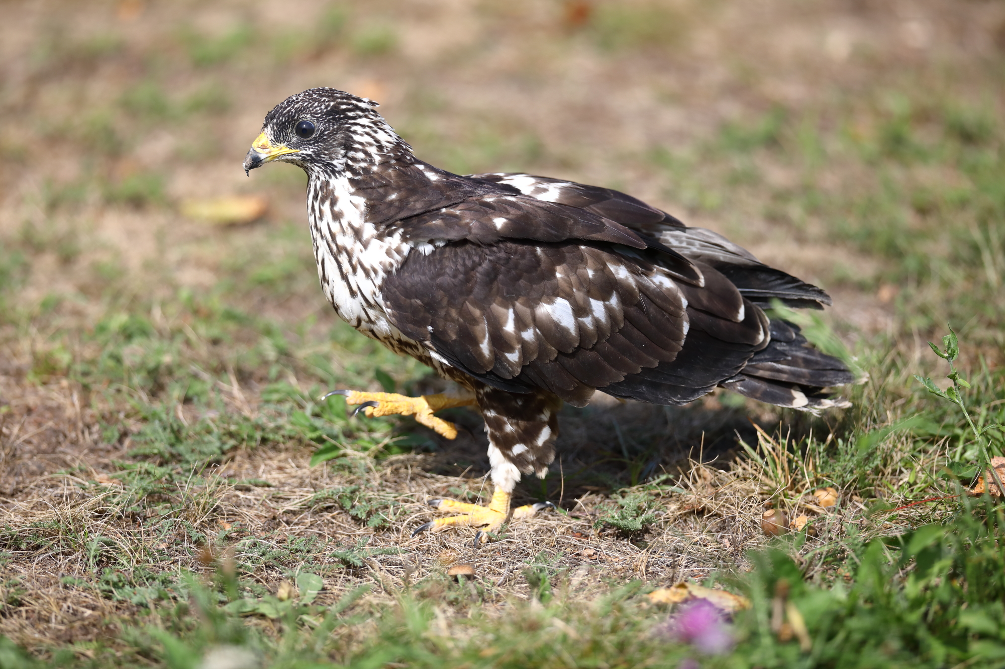 Gesundgepflegter Greifvogel wurde wieder in die Freiheit entlassen.&nbsp;