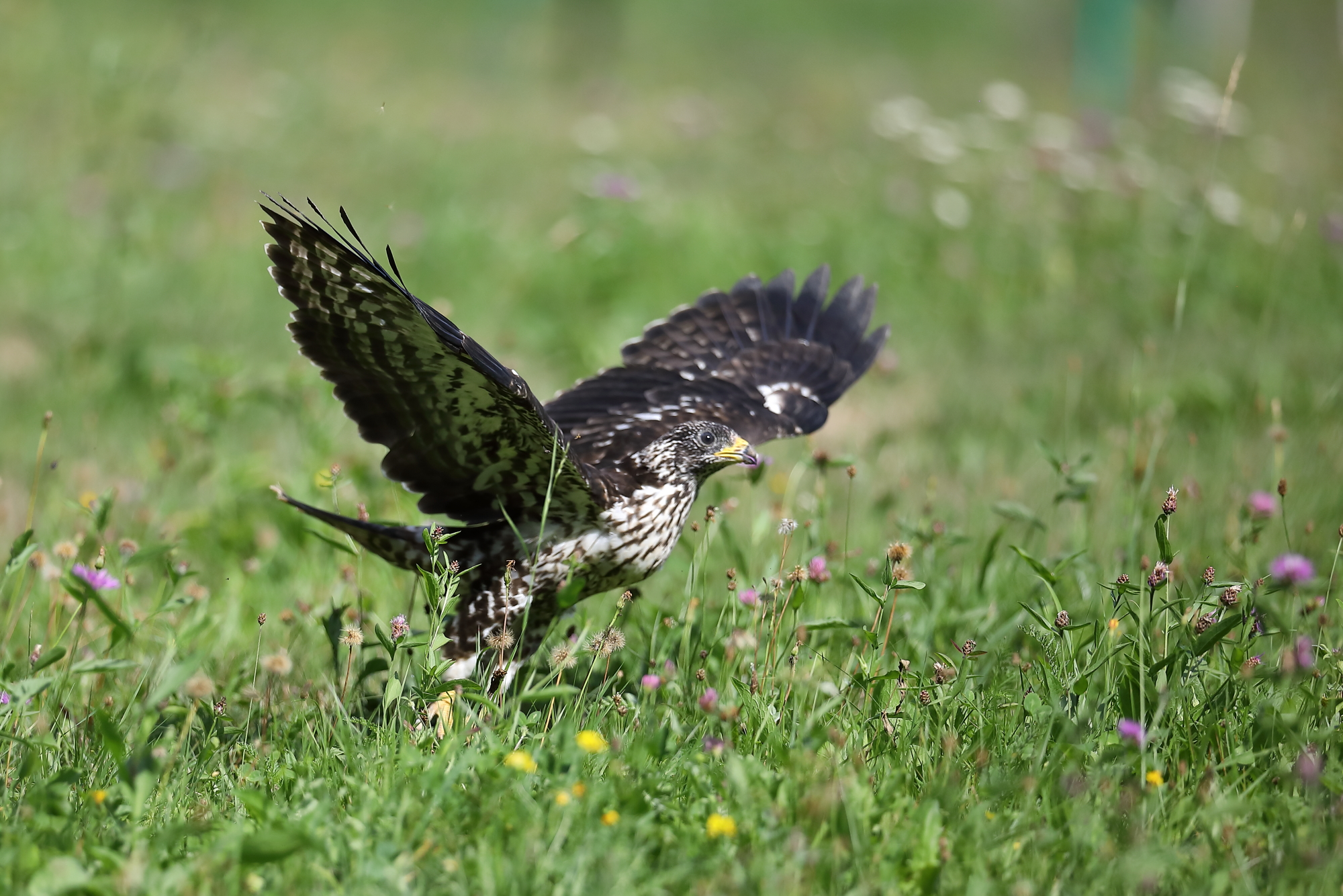 Gesundgepflegter Greifvogel wurde wieder in die Freiheit entlassen.&nbsp;