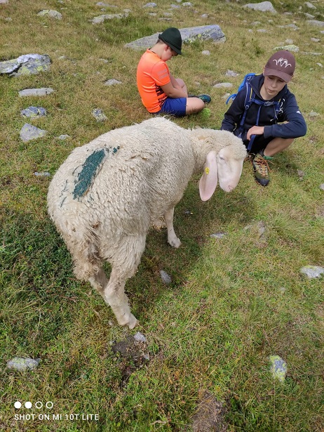 Vielerorts wurden die Schafe fr&uuml;her ins Tal gebracht. Foto: privat