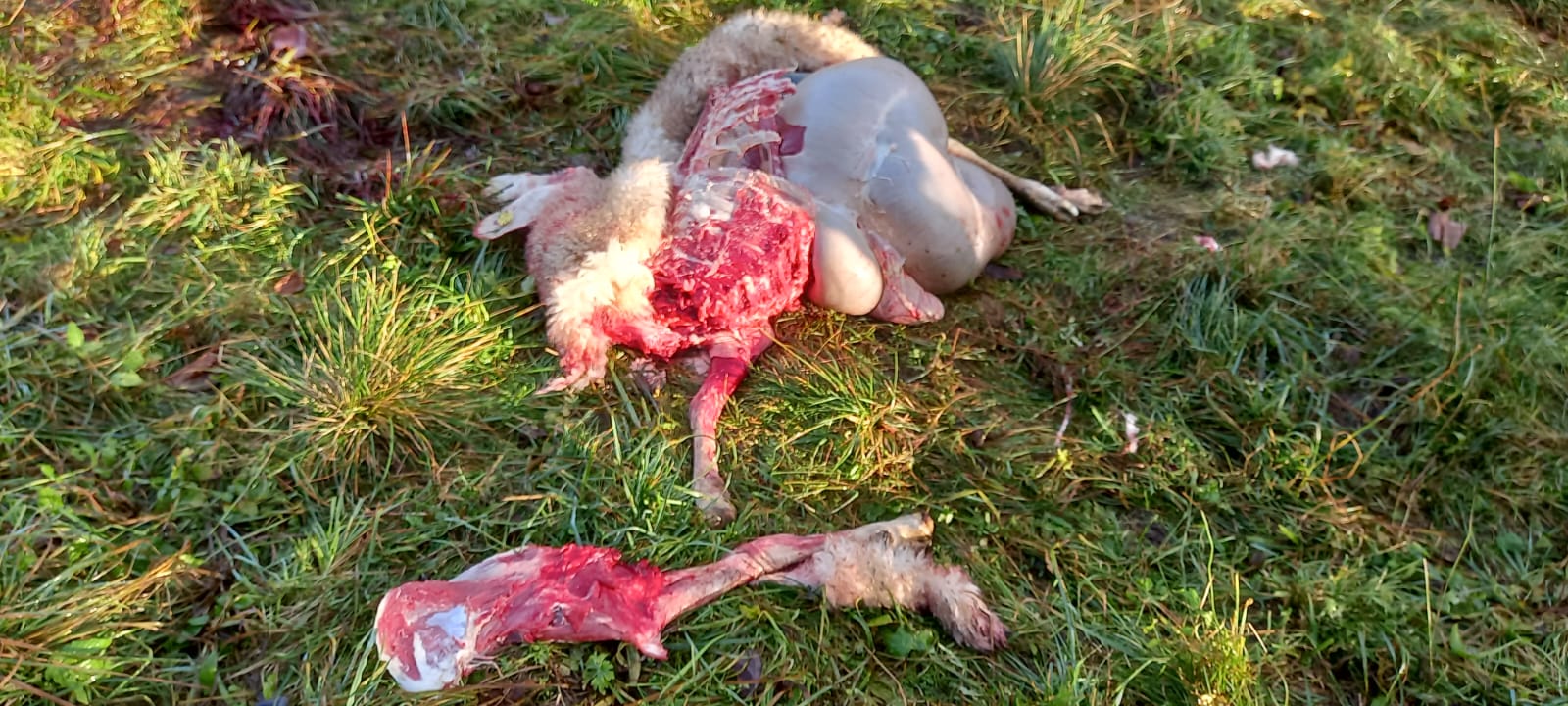 20 Tiere wurden tot aufgefunden, zehn weitere mussten &bdquo;erl&ouml;st&ldquo; werden.