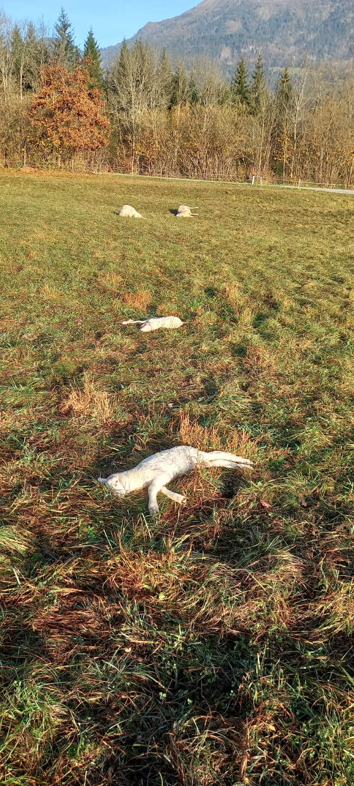 20 Tiere wurden tot aufgefunden, zehn weitere mussten &bdquo;erl&ouml;st&ldquo; werden.