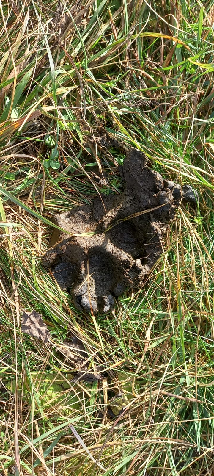 Das Raubtier hinterlie&szlig; Spuren, DNA-Proben wurden genommen.
