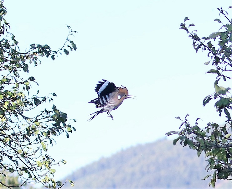 Der Vogel wurde in die Freiheit entlassen.