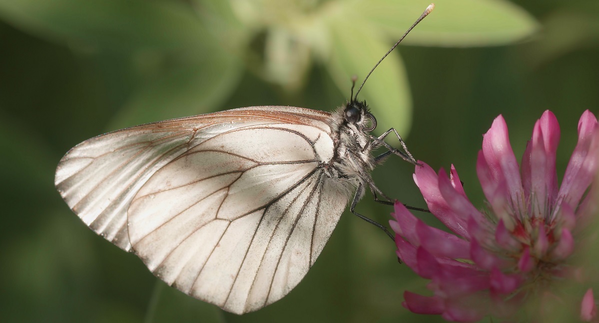 Der &bdquo;Mussen-Minierfalter&ldquo; wurde nach dem K&auml;rntner Zoologen Christian Wieser benannt. Foto: Zebedin