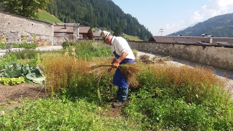 Nicht nur Kr&auml;uter, sondern auch Getreidesorten finden ihren Platz im Klostergarten in Maria Luggau.
