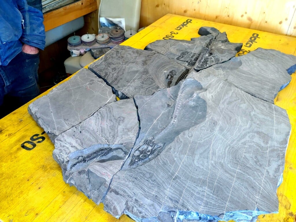 Dieses gut erhaltene Fossil eines Nothosaurier fand Dr. Georg Kandutsch im Vorjahr im Gitschtal, es d&uuml;rfte rund 245 Mio Jahre alt sein. Foto: Kandutsch