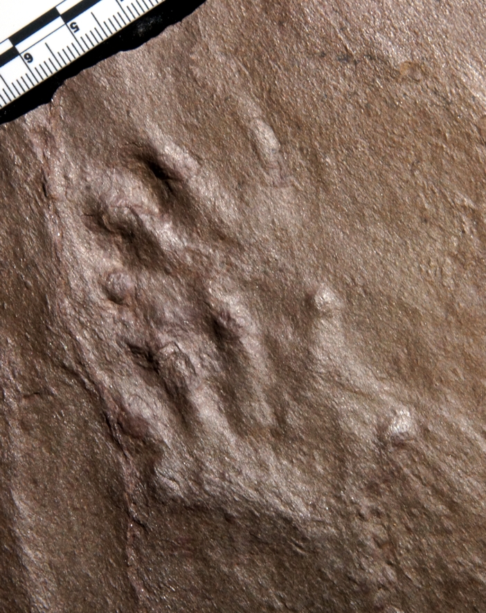 Die Spuren der Tetrapoden sind im Geopark ausgestellt.