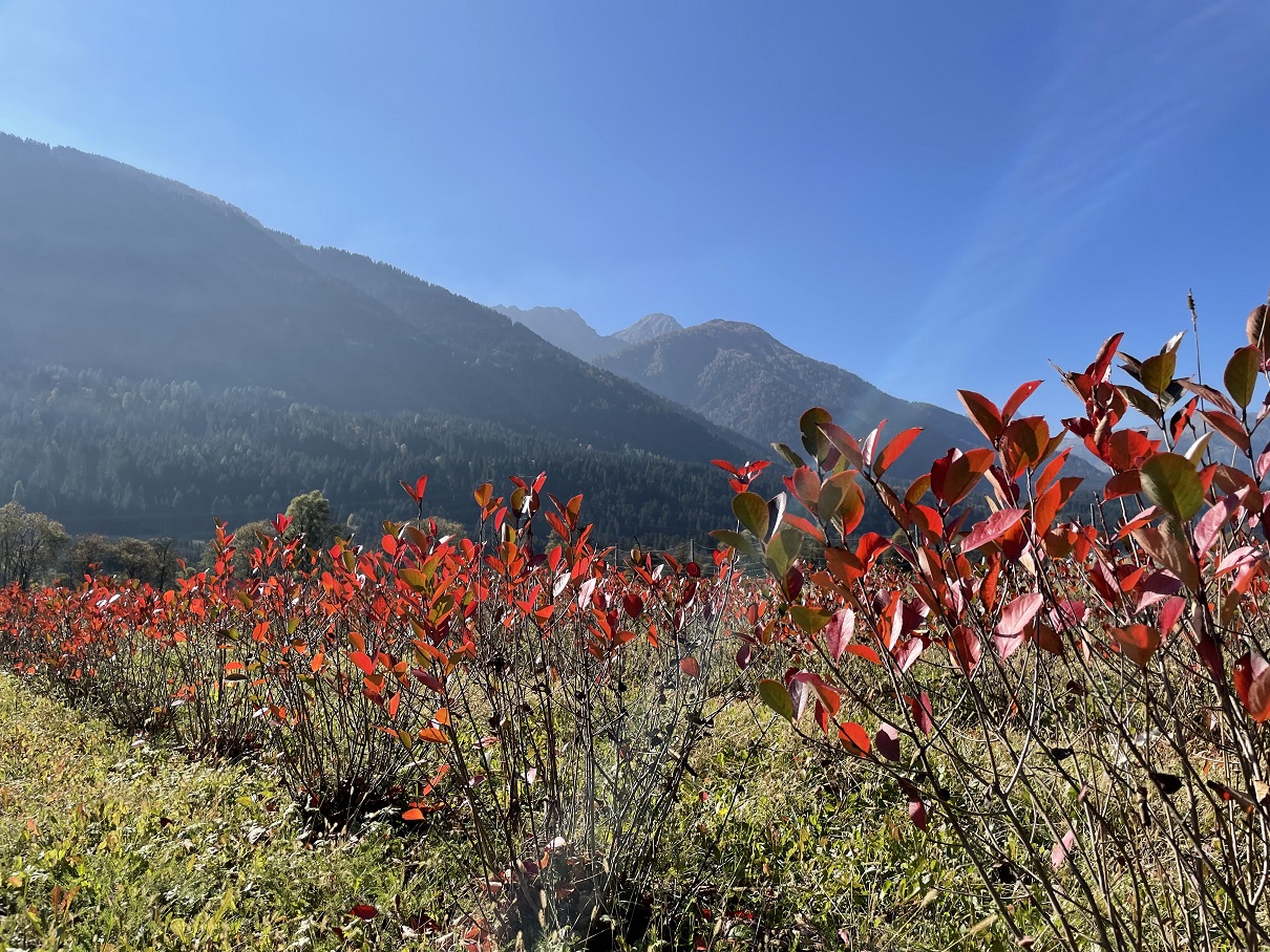 In W&uuml;rmlach wachsen jetzt Karnische Gebirgsaronia-Str&auml;ucher. Foto: Slow Food Travel Alpe Adria