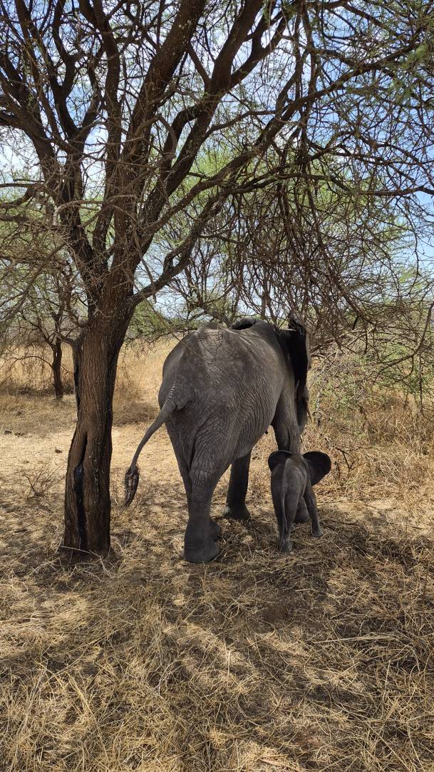 Beim Besuch blieb auch Zeit f&uuml;r eine Safari.
