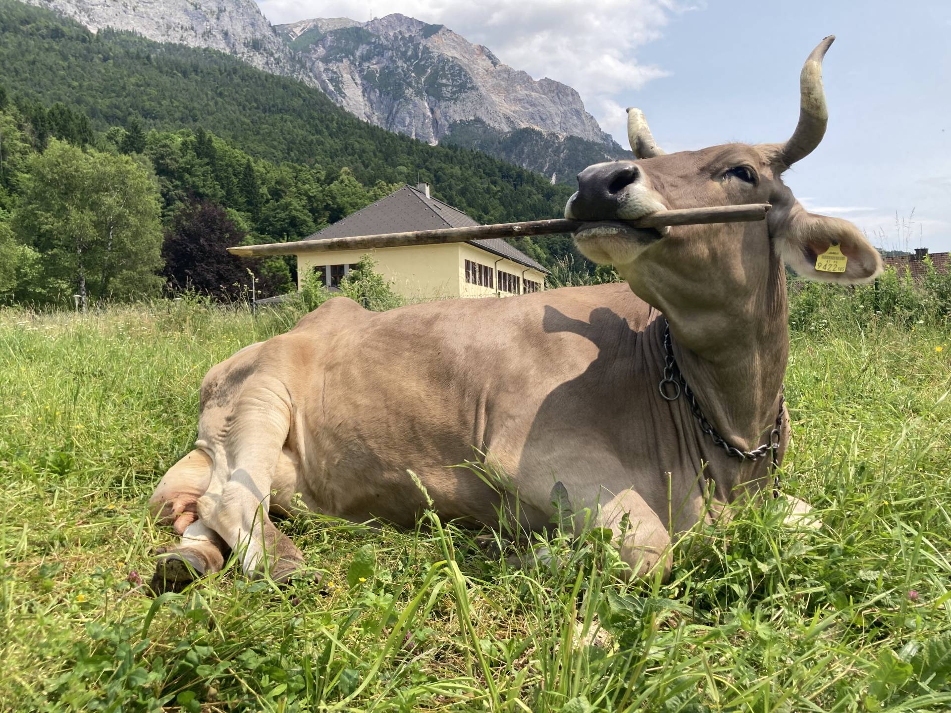 In den Videos ist zu sehen, wie Veronika mit der Zunge einen Besen aufnimmt, ihn zwischen Zahnreihe und Gaumenplatte fixiert und damit gezielt ihre Flanken bearbeitet. Fotos: Antonio J. Osuna-Mascar&oacute;