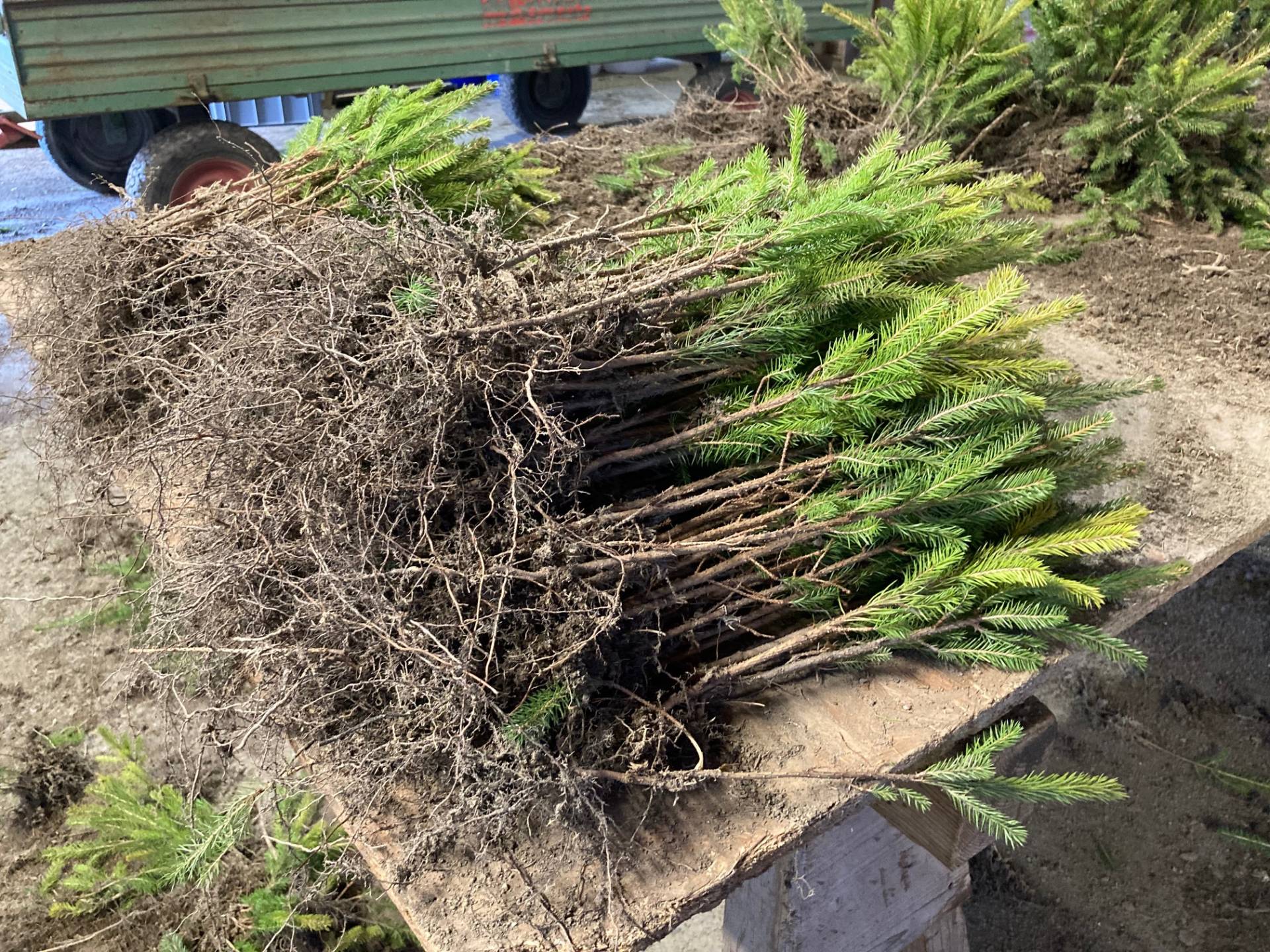 Hier werden pro Saison rund 1,5 bis 2 Millionen Jungpflanzen f&uuml;r die Aufforstung vermarktet. Foto: Stangl