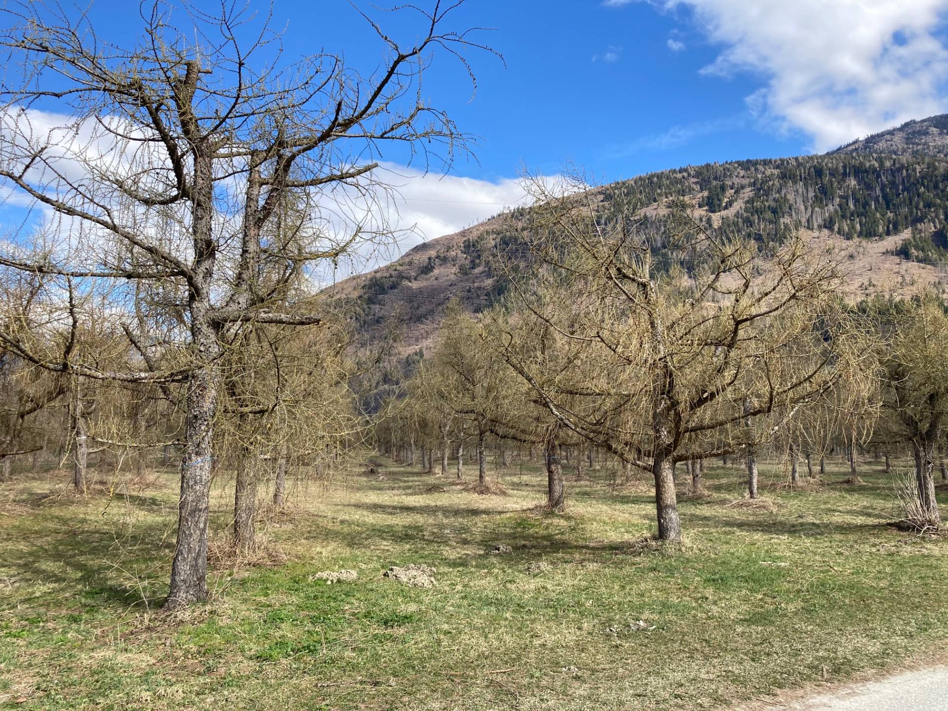 Auf der L&auml;rchenplantage bei Nikolsdorf werden L&auml;rchensamen gewonnen. F&uuml;r die leichtere Beerntung werden die B&auml;ume geschnitten. Foto: Stangl