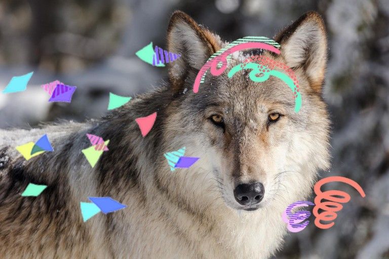 Fasching 2019 - Wolfswatching