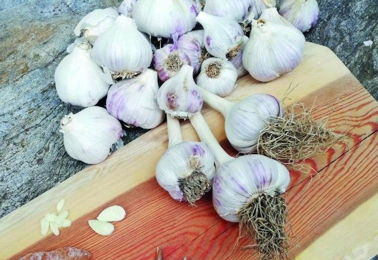 Knoblauch aus Osttirol