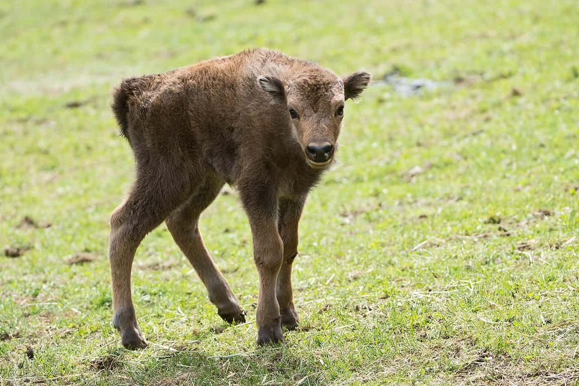 ... und ist schon fit auf den Beinen. Fotos. Wildpark Assling