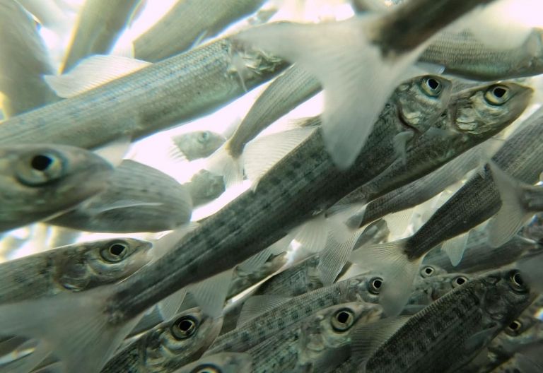 Jungfische sterben durch Wasserkraft