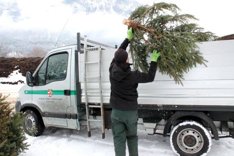 Lienz: Gesammelte Christb&auml;ume werden zu Komposterde