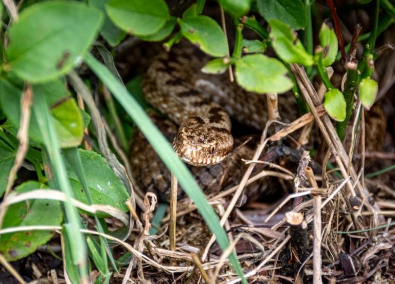 Giftiger Nachwuchs im Tierpark Assling