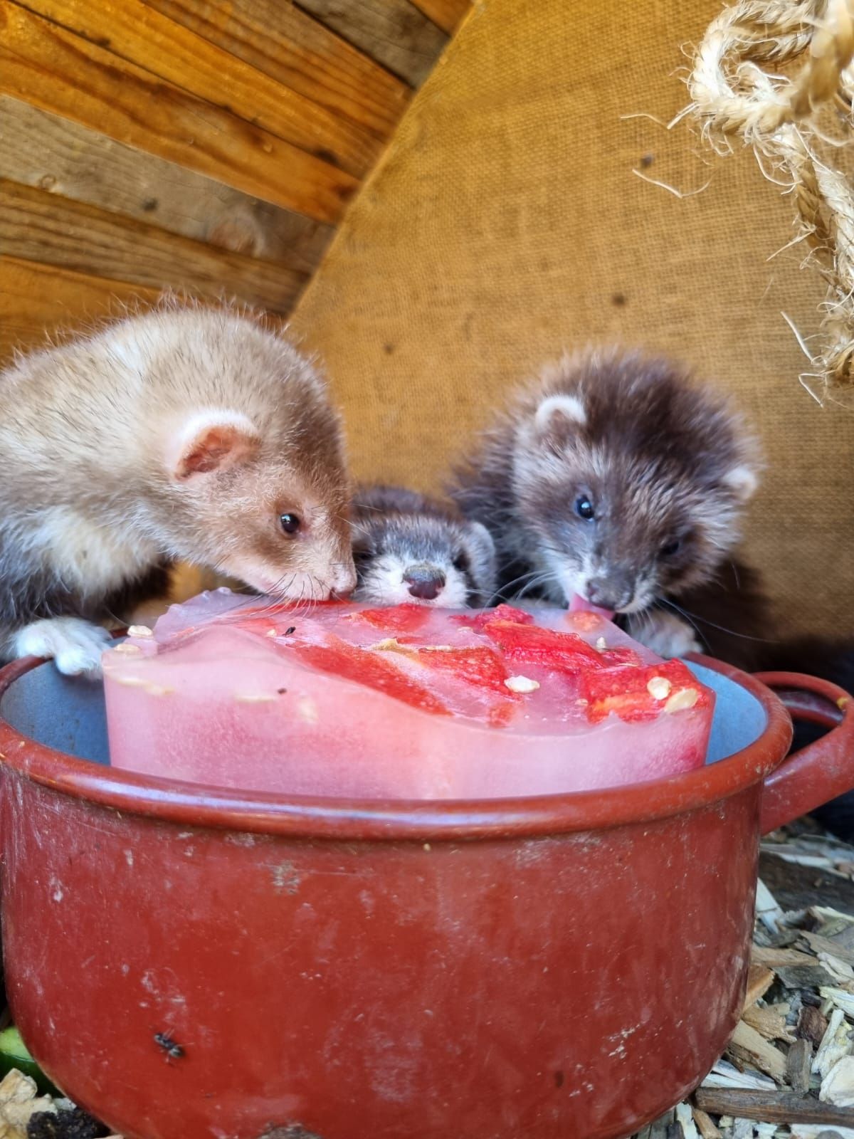Foto: Wildpark Assling