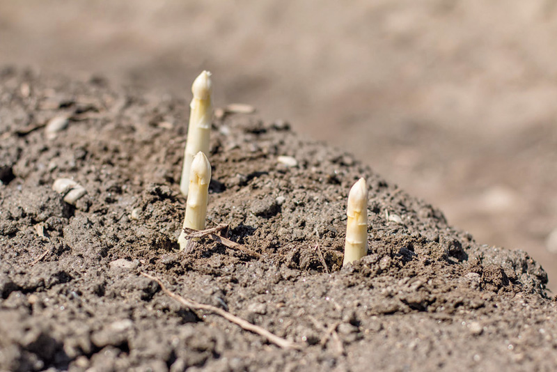 Kaplenig Spargelfeld1