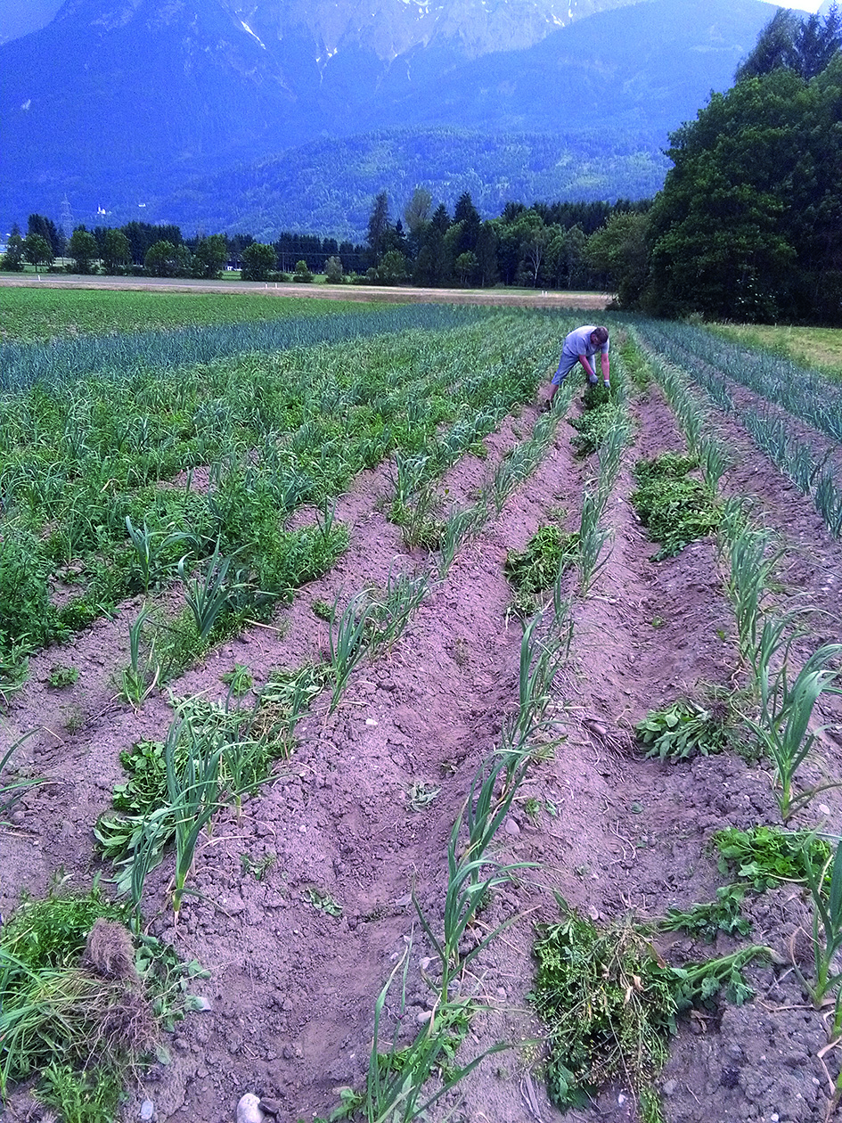 Knoblauchanbau PR 32 19