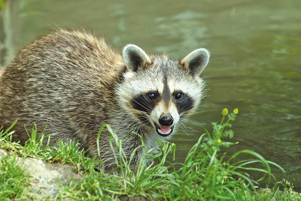 PR Wildpark Waschbaer FotoZupanc
