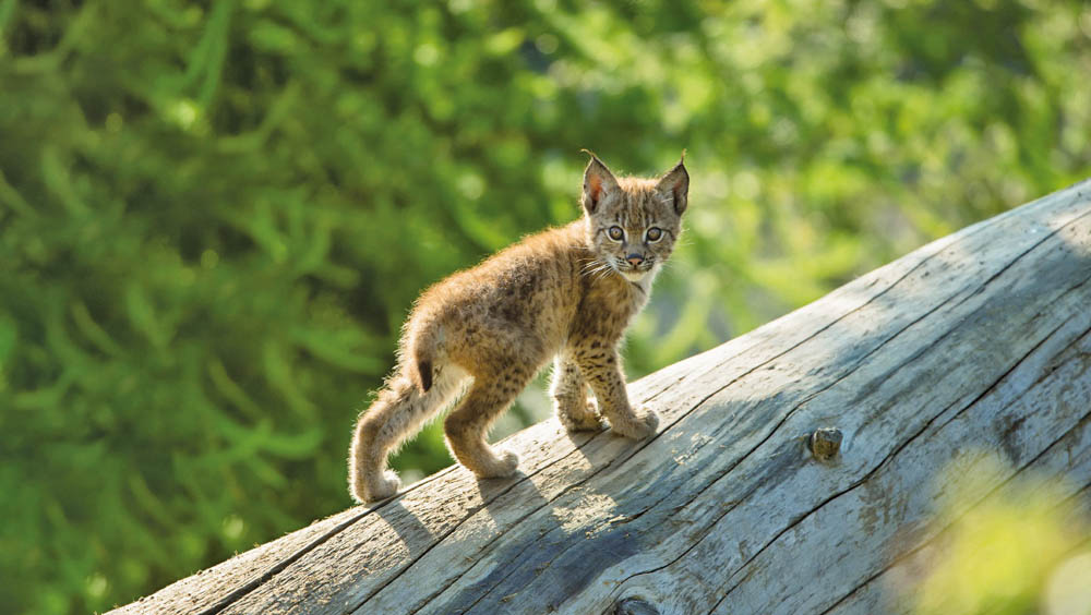WildparkAssling LUCHS FotoZupanc