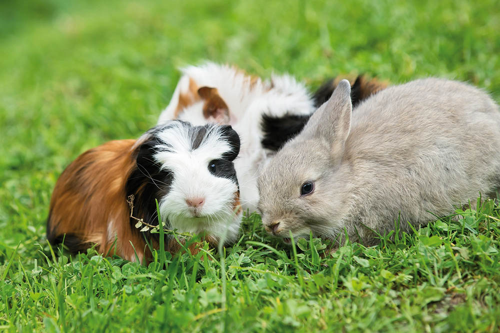 Zupanc WildparkAssling2291