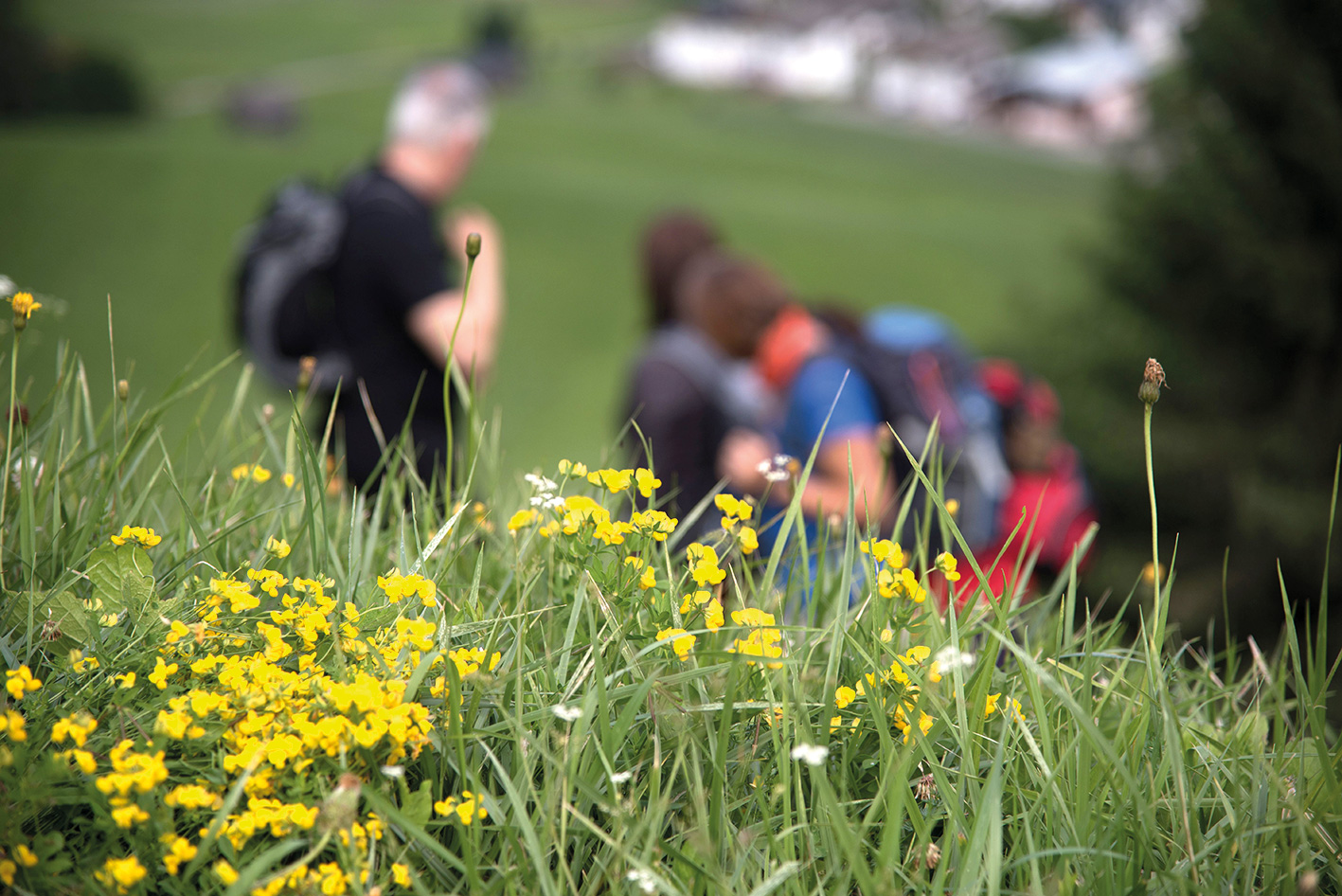 blumenwiese kalkstein osttirol